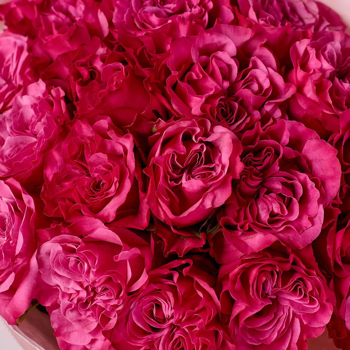 Букет 21 Троянда Кантрі Блюз купити недорого в Україні, фото 3