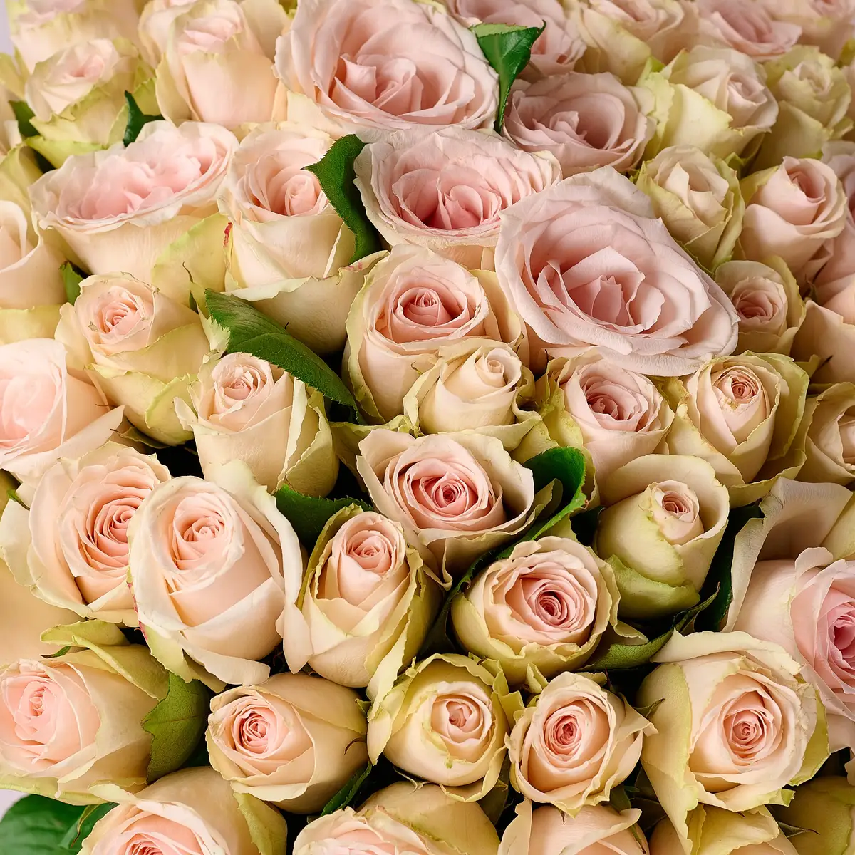 Букет 75 Троянд Хай Брайдл купити недорого в Україні, фото 3