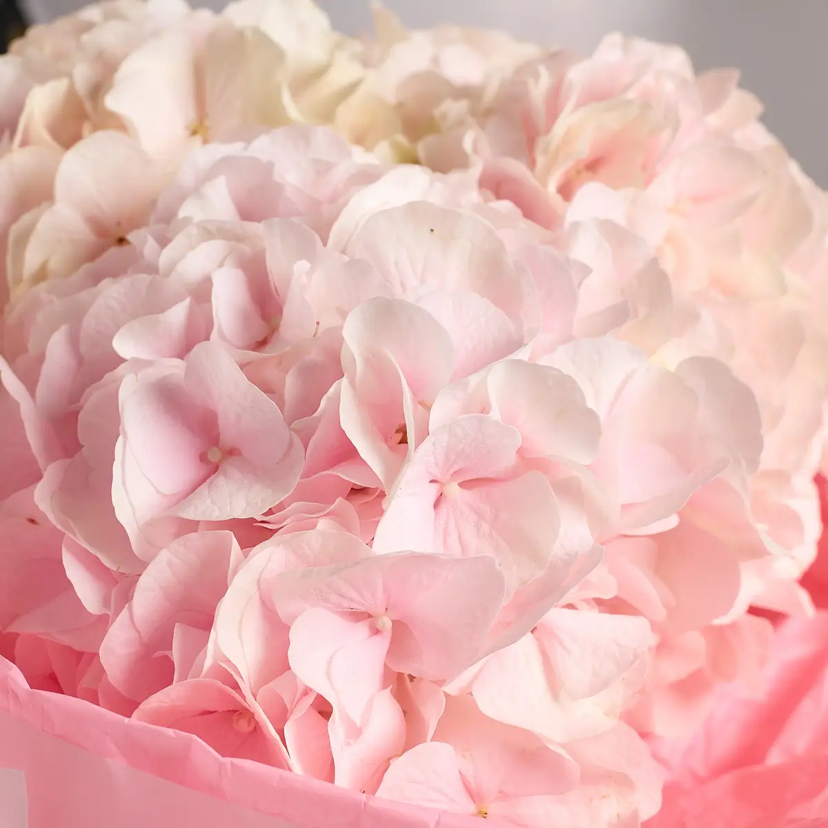 Букет 5 Ніжно-рожевих гортензій купити недорого в Україні, фото 3