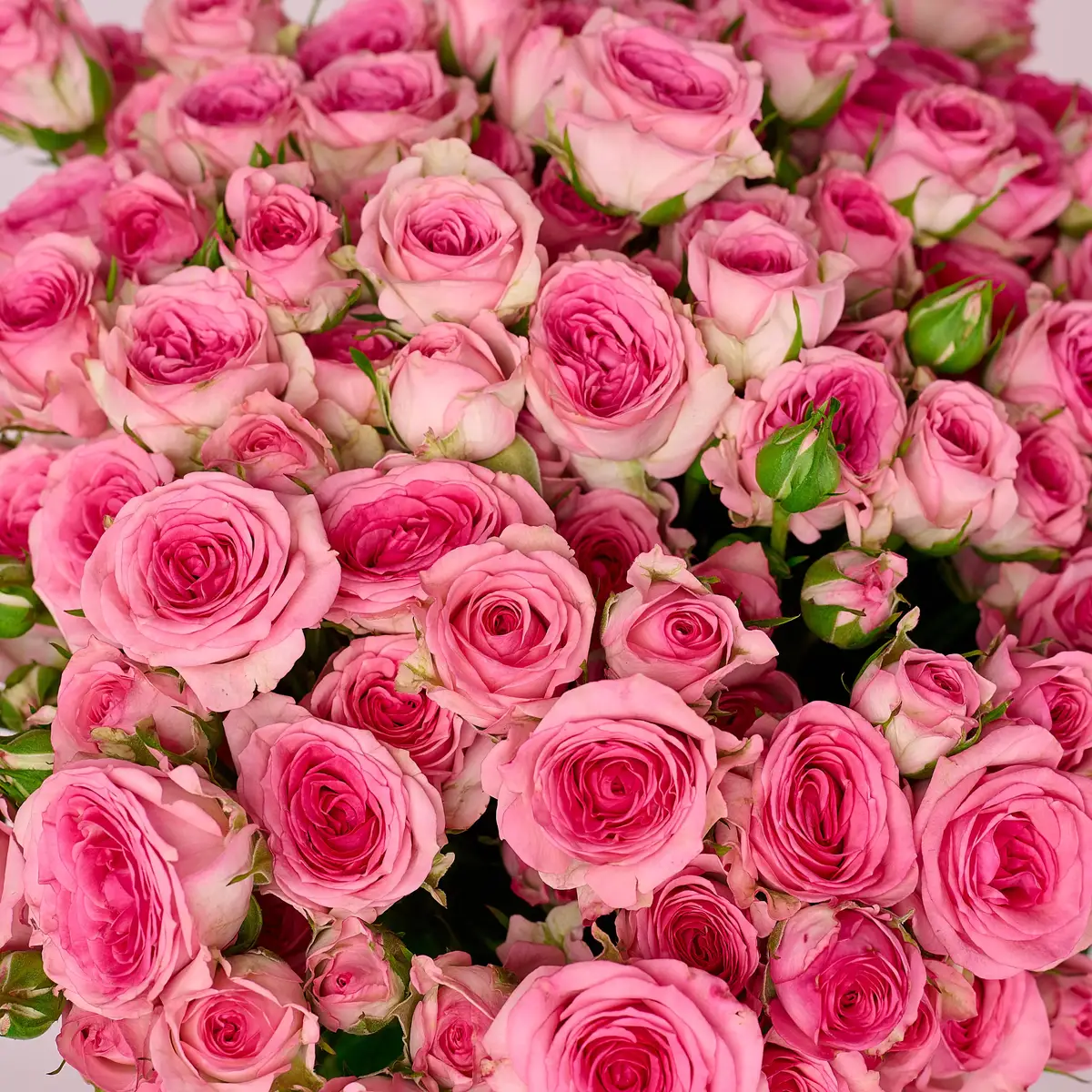 Букет 25 Троянд спрей Тралала купити недорого в Україні, фото 3