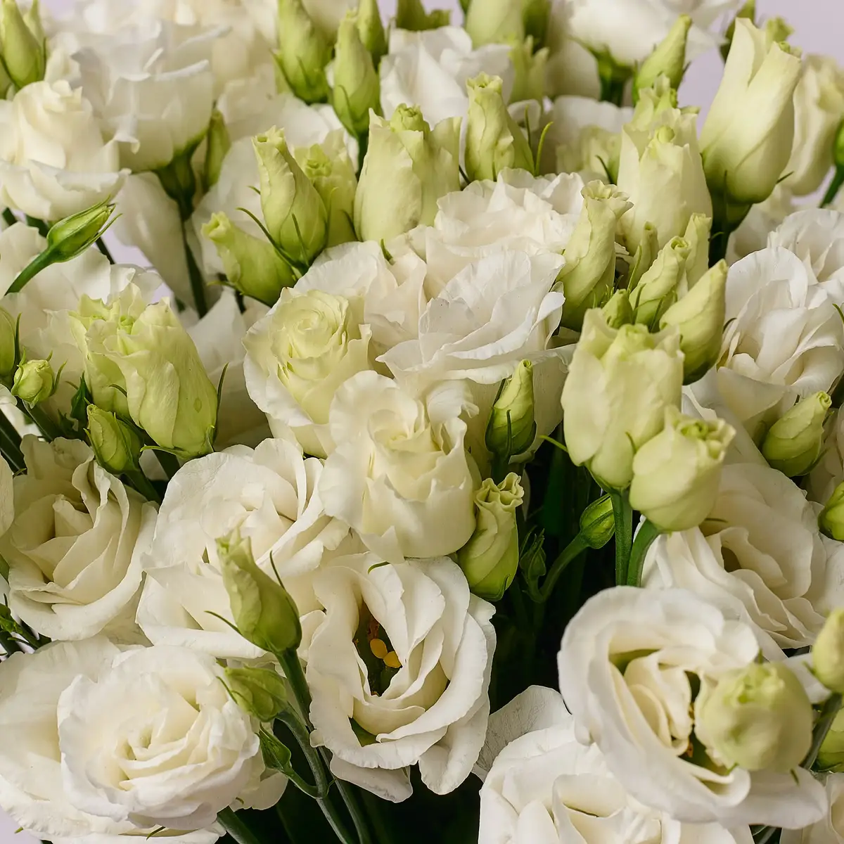 Букет 15 Белых эустом купить недорого в Украине, фото 3