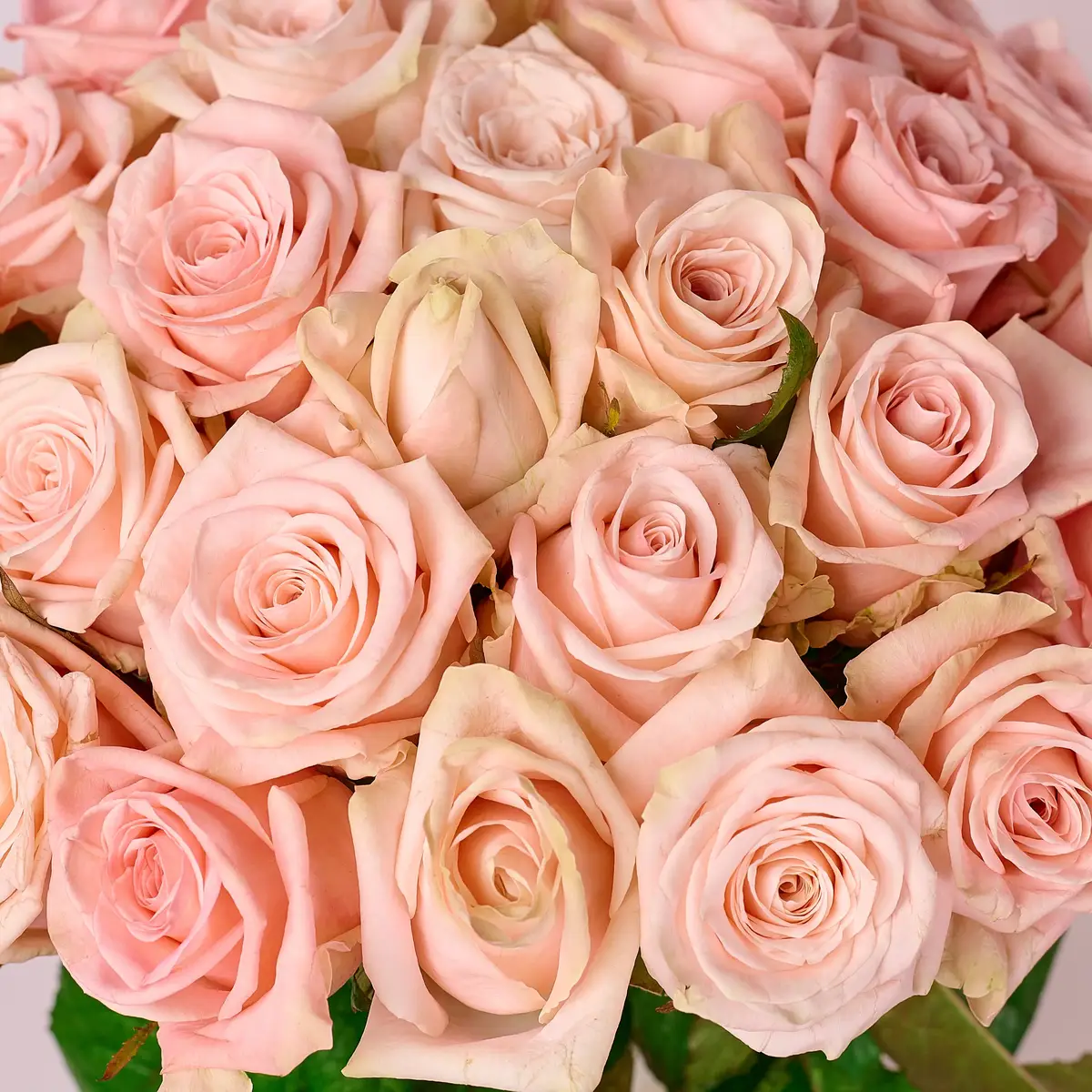 Букет 25 Роз Кимберли купить недорого в Украине, фото 3