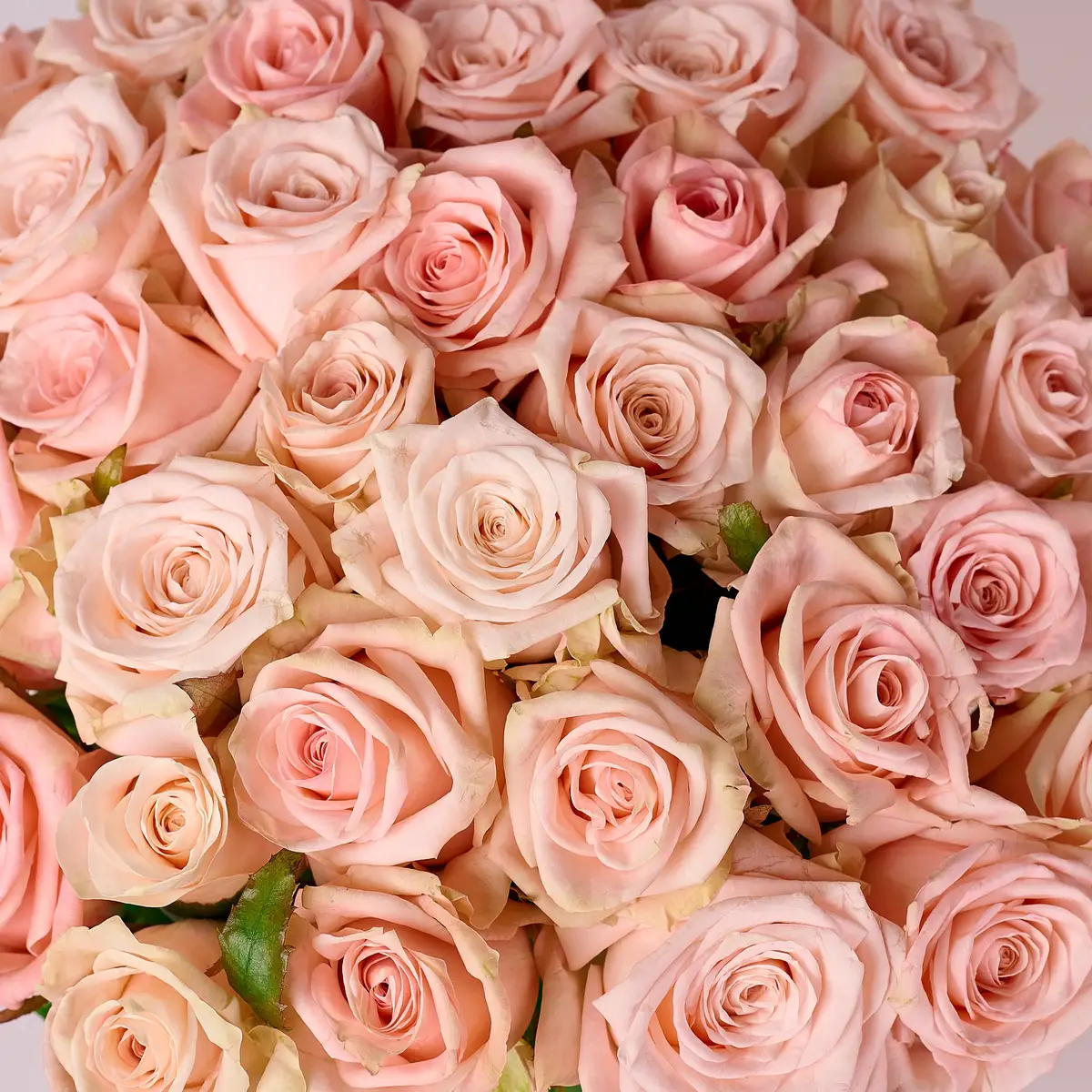 Букет 39 Роз Кимберли купить недорого в Украине, фото 3