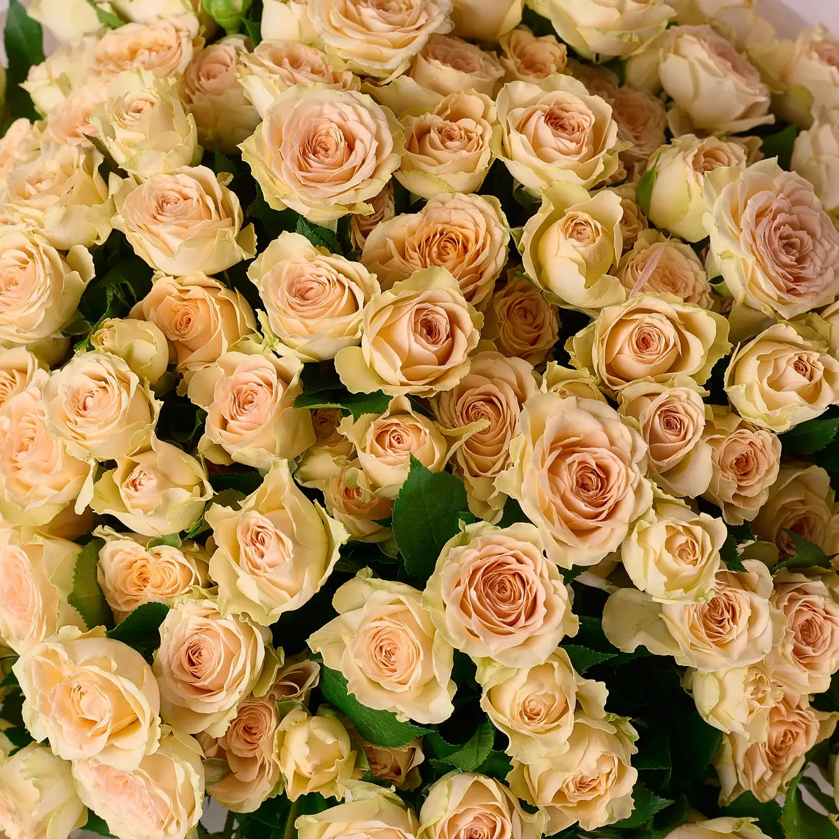 Букет 27 Троянд спрей Сансере купити недорого в Україні, фото 3