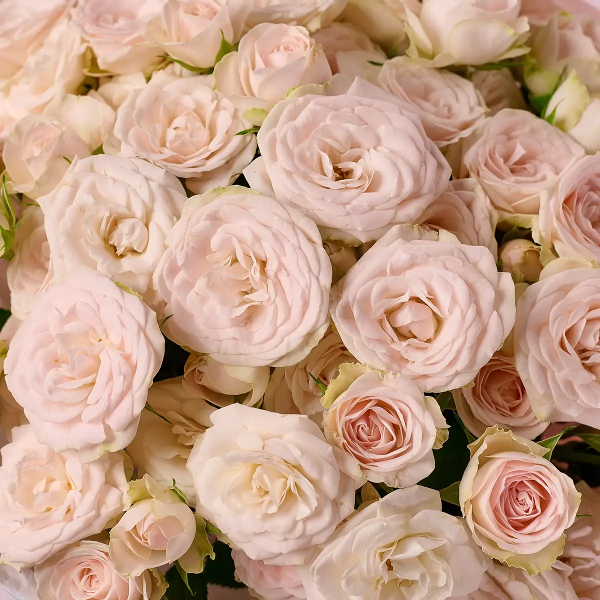 Букет 15 Роз спрей Суши купить недорого в Украине, фото 3