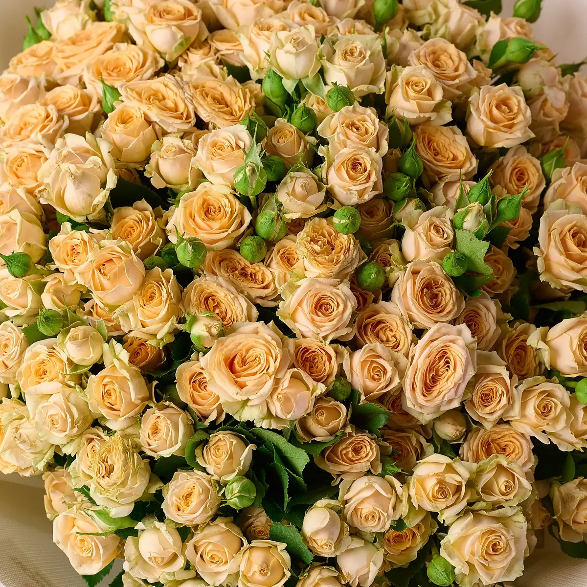 Букет 39 Роз спрей Тринити купить недорого в Украине, фото 3