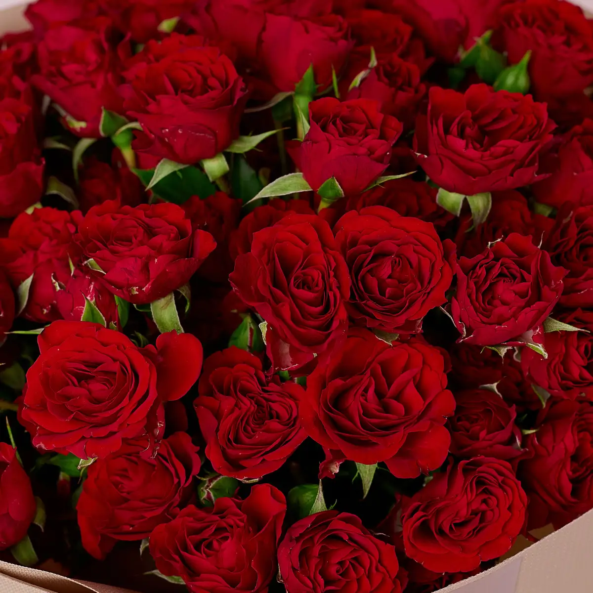 Букет 17 Троянд спрей Мірабель купити недорого в Україні, фото 3