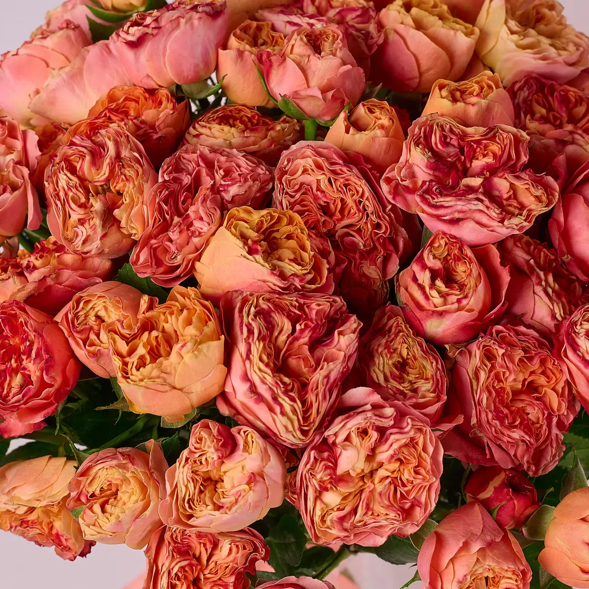 Букет 21 Роза спрей Ла Мандарина купить недорого в Украине, фото 3