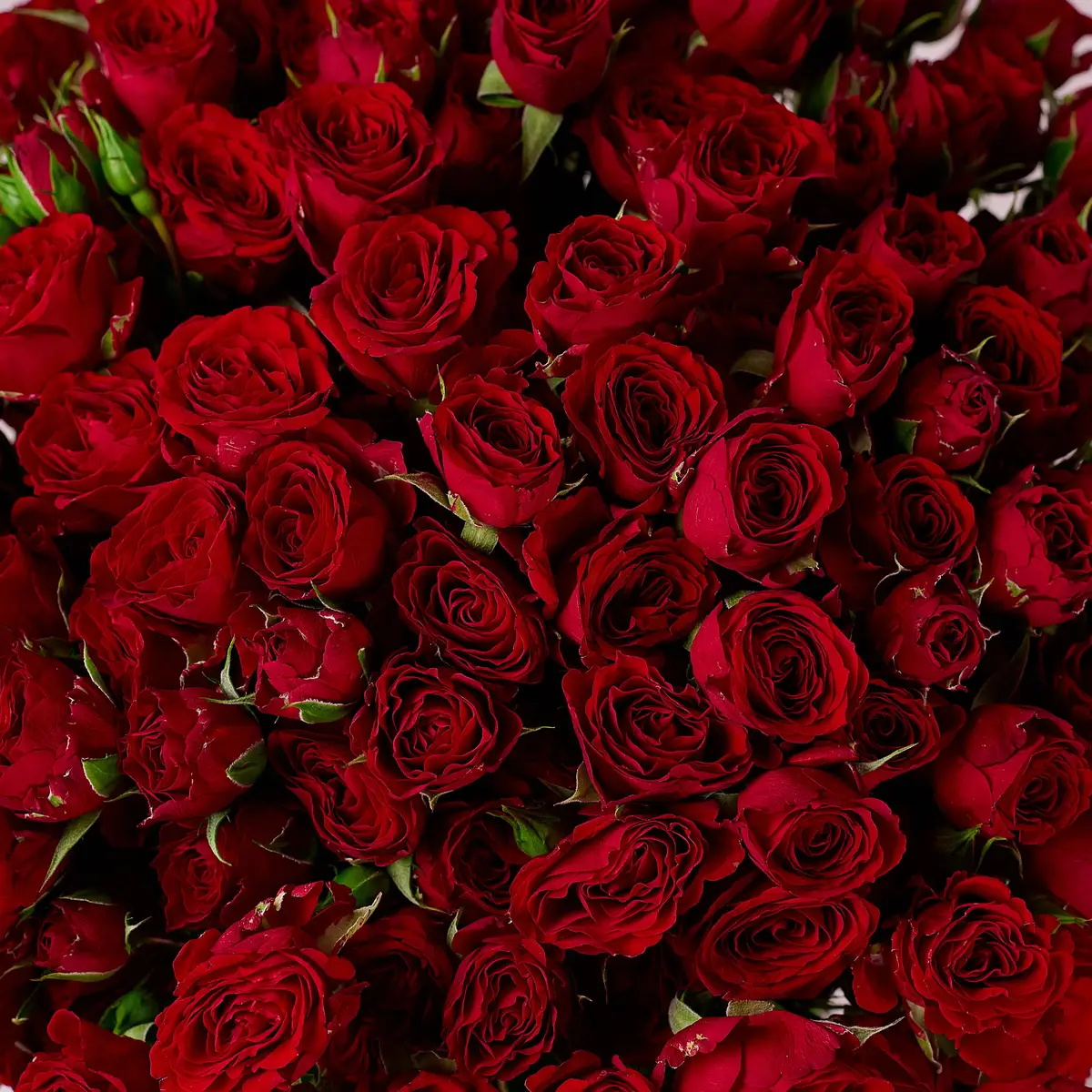 Букет 31 Троянда спрей Мірабель купити недорого в Україні, фото 3