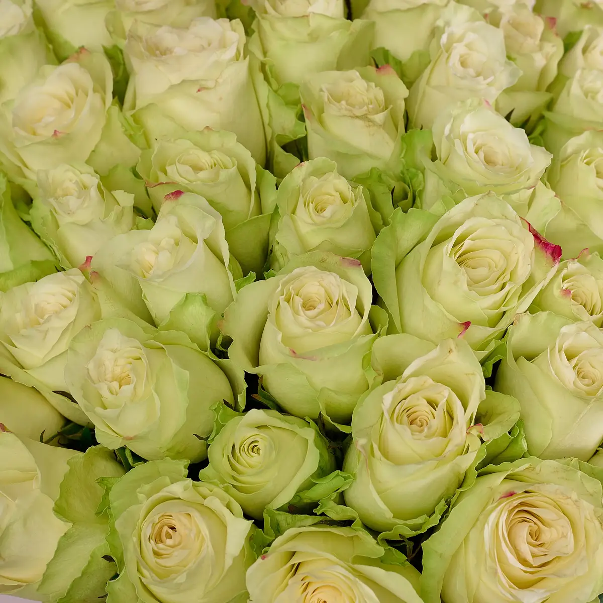 Букет 51 Троянда Атена купити недорого в Україні, фото 3