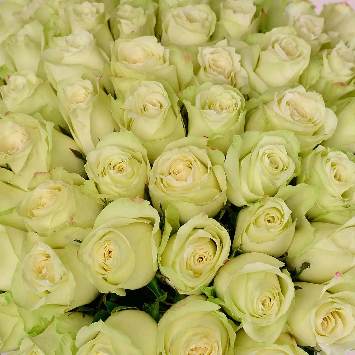 Букет 75 Троянд Атена купити недорого в Україні, фото 3