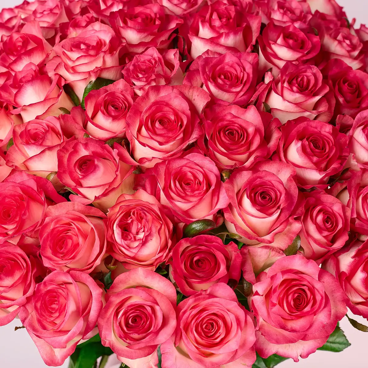 Букет 75 Роз Джумилия купить недорого в Украине, фото 3