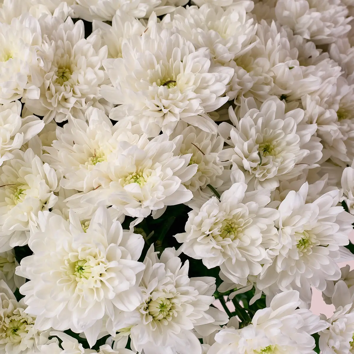 Букет 25 Білих Хризантем купити недорого в Україні, фото 3