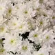Букет 25 Білих Хризантем купити