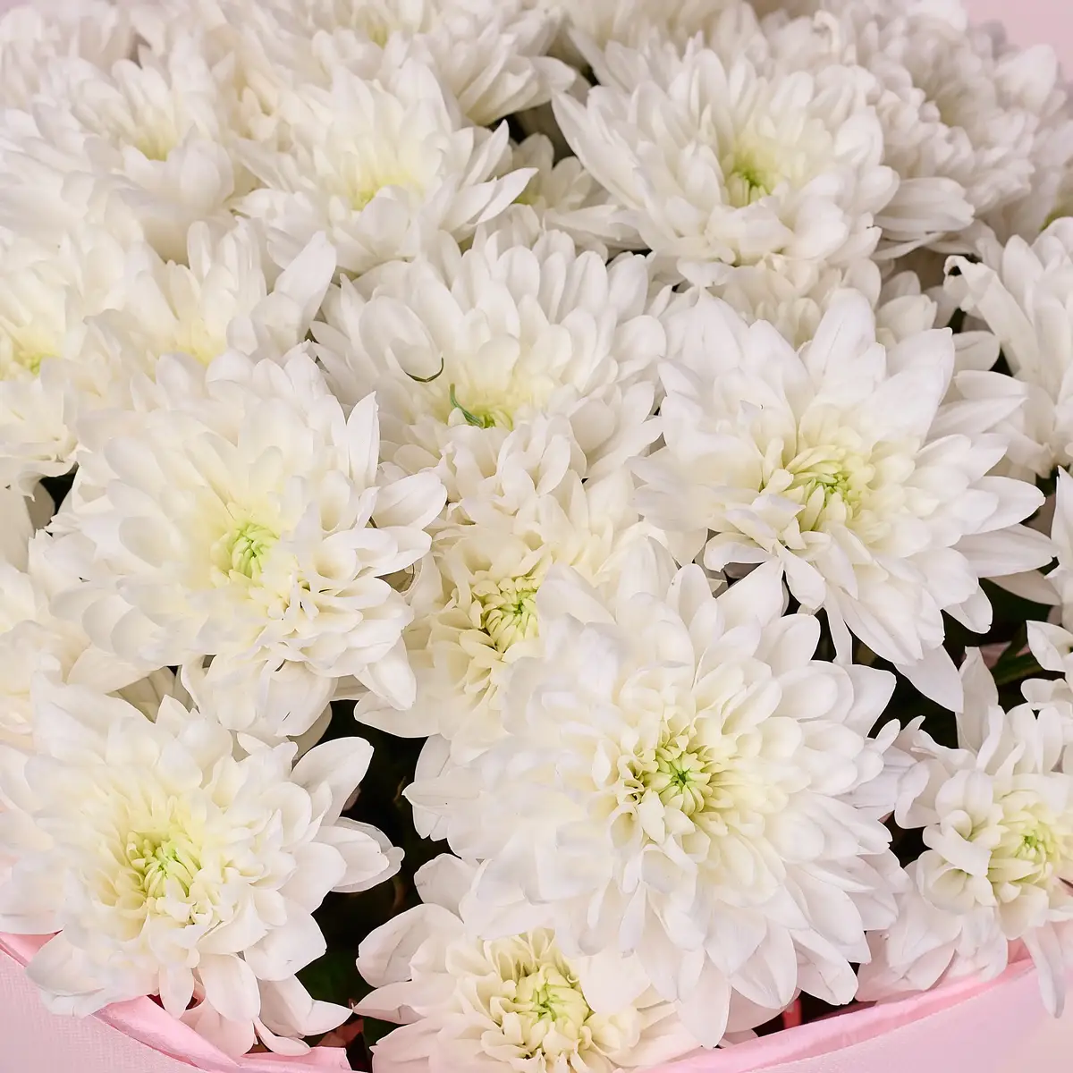 Букет 11 Білих Хризантем купити недорого в Україні, фото 3