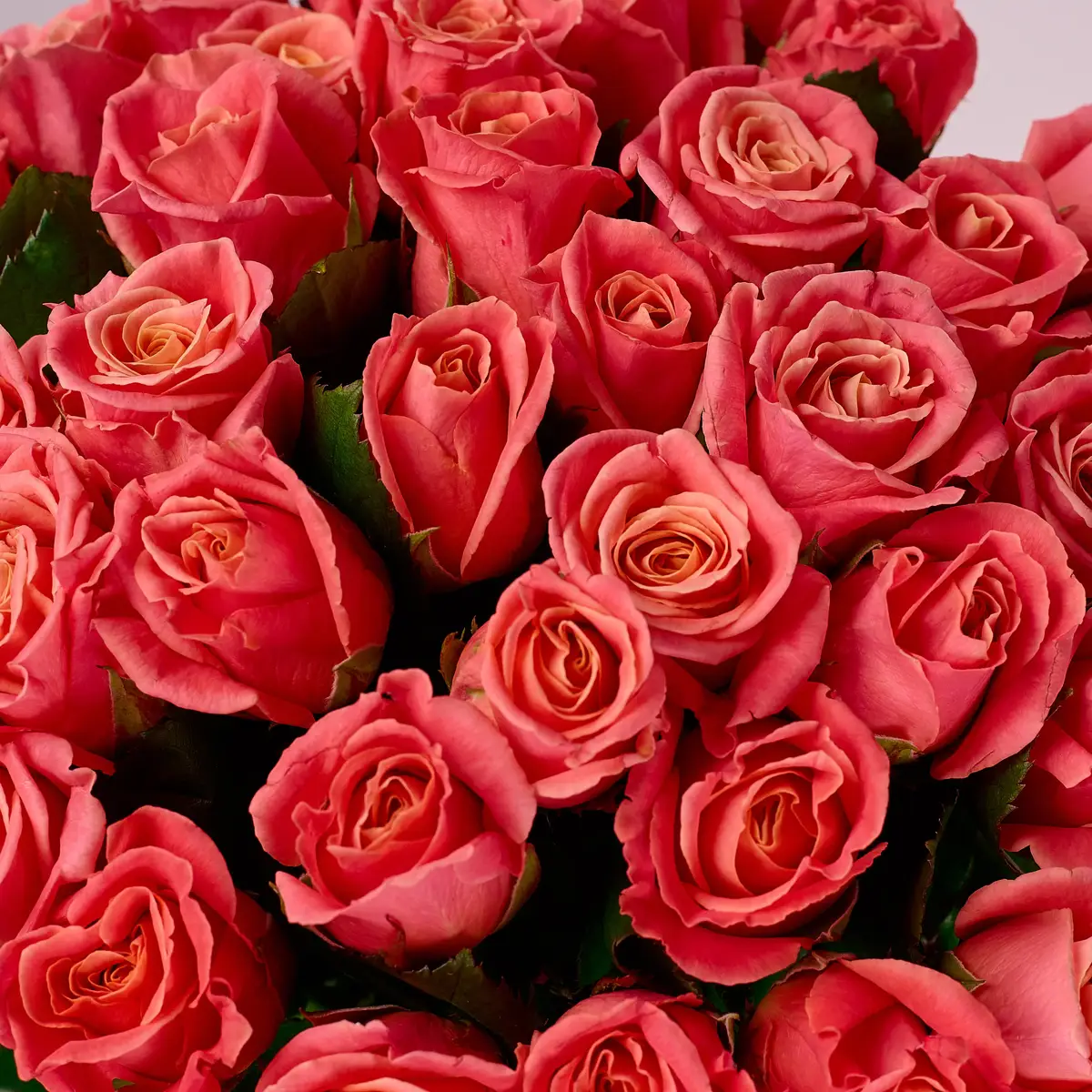 Букет 39 Троянд Міс Піггі купити недорого в Україні, фото 3