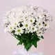 Букет 15 Білих Хризантем Ромашка купити