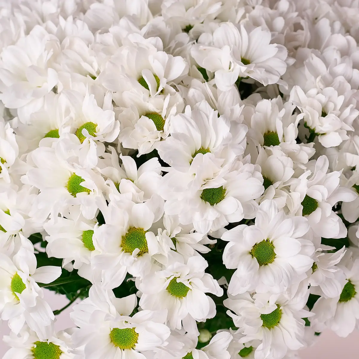 Букет 15 Білих Хризантем Ромашка купити недорого в Україні, фото 3
