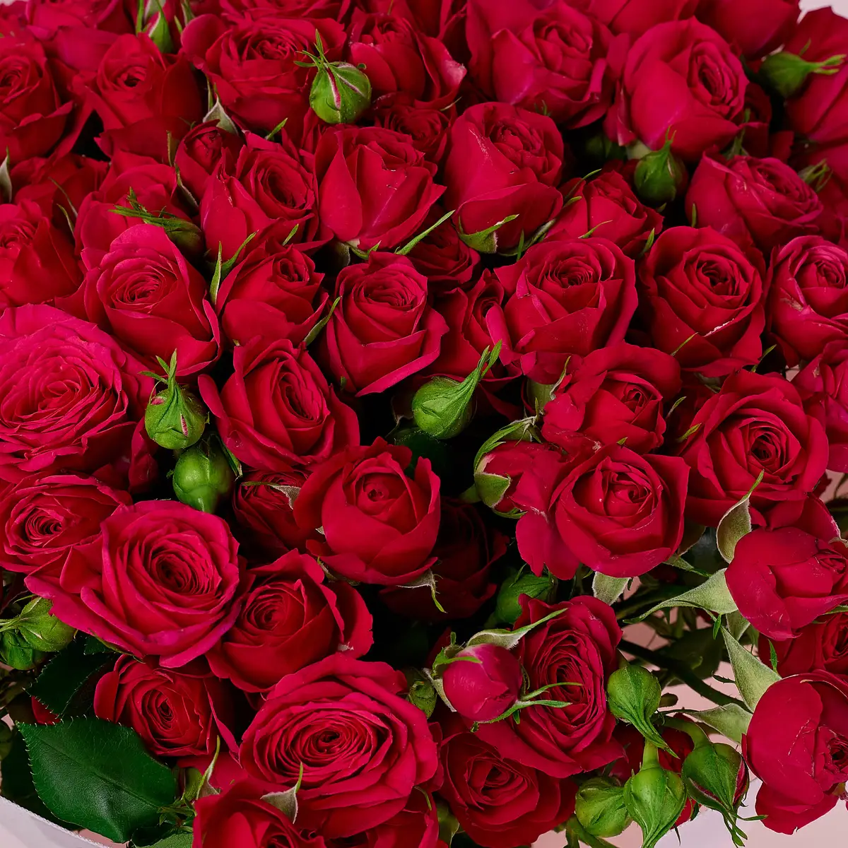 Букет 15 Троянд спрей Квінсі купити недорого в Україні, фото 3