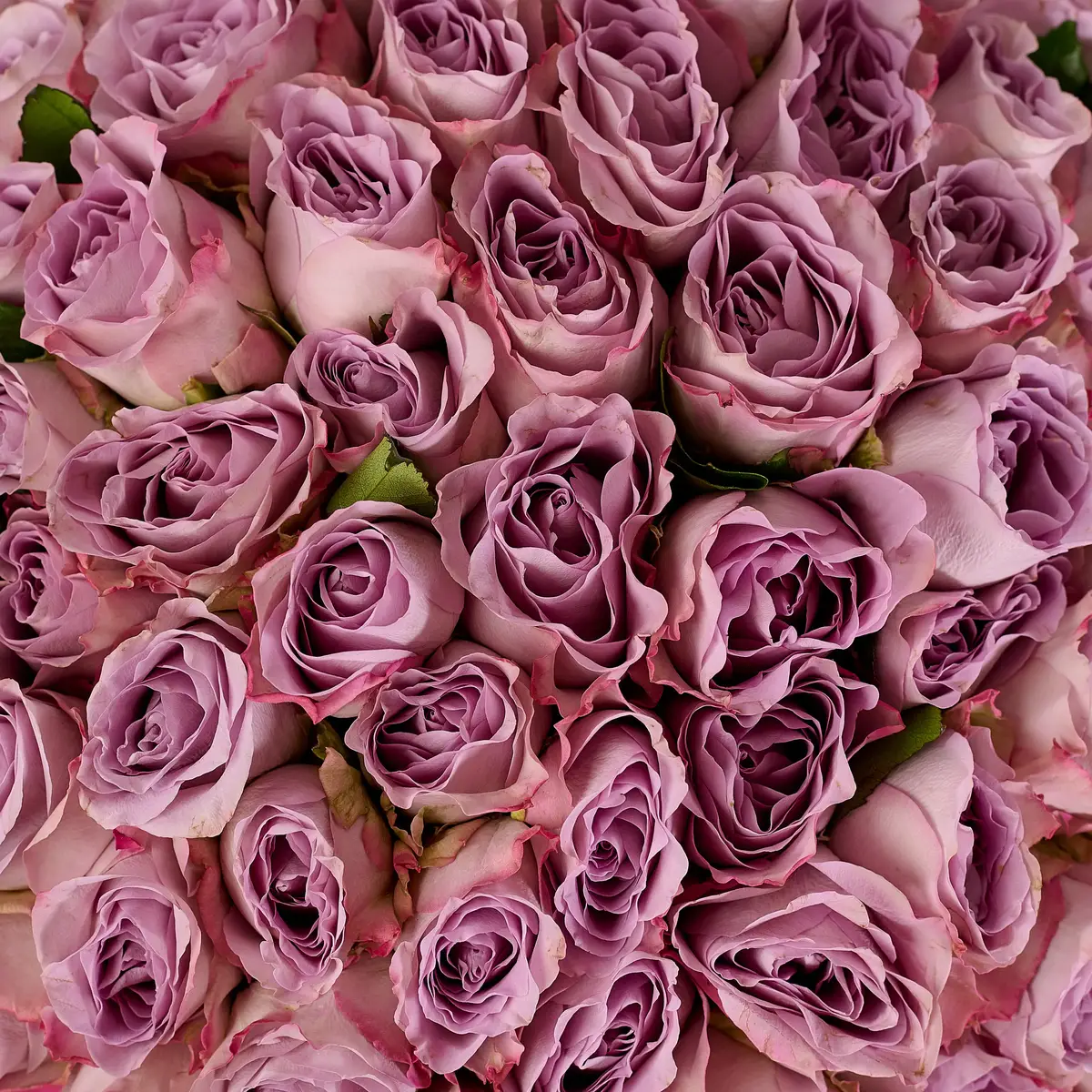 Букет 75 Троянд Меморі Лейн купити недорого в Україні, фото 3