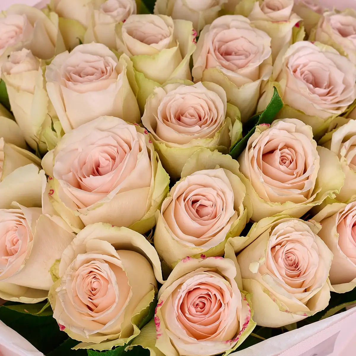 Букет 27 Троянд Хай Брайдл купити недорого в Україні, фото 3