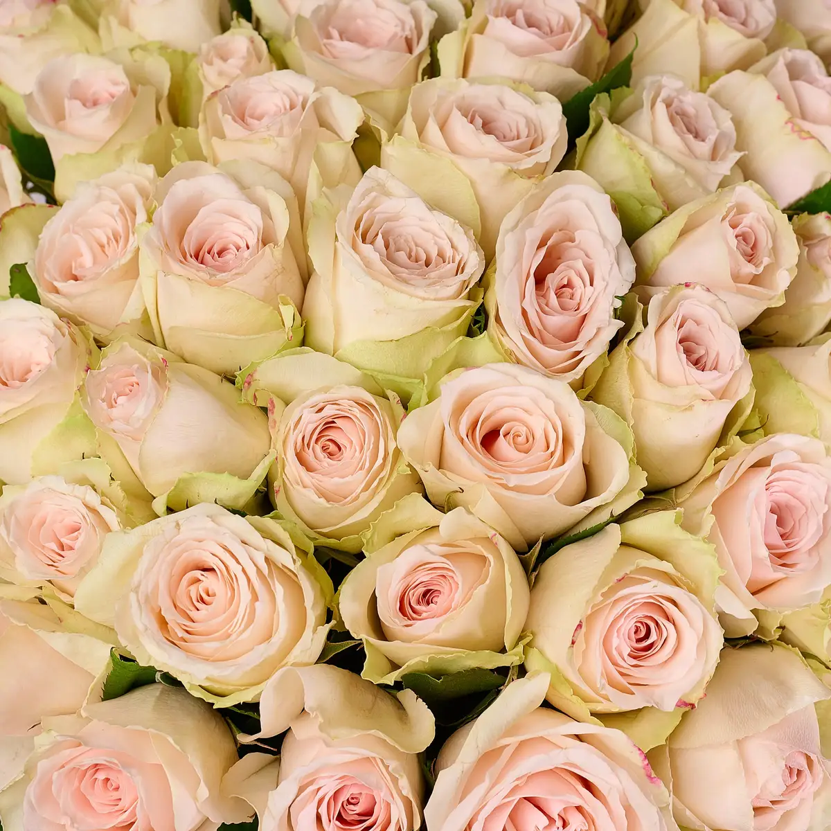 Букет 51 Троянда Хай Брайдл купити недорого в Україні, фото 3