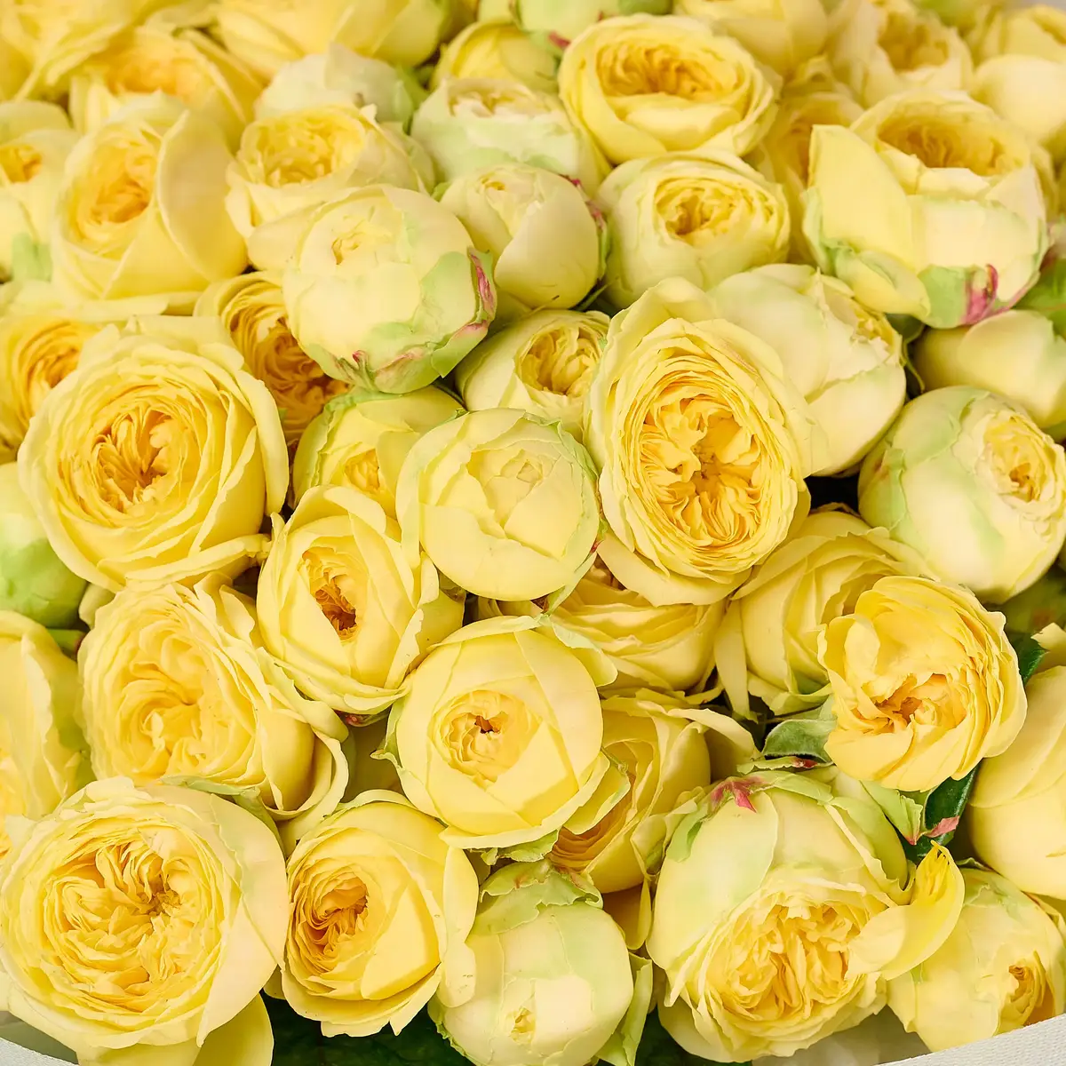 Букет 35 Троянд спрей Піоні Баблз купити недорого в Україні, фото 3