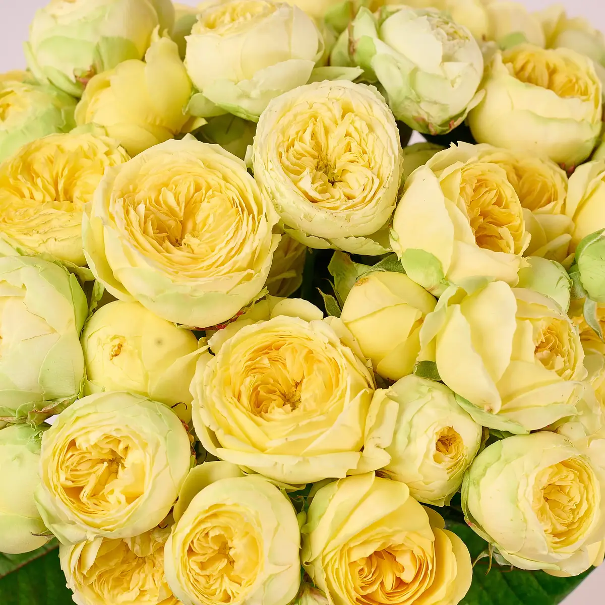 Букет 29 Роз спрей Пионе Баблз купить недорого в Украине, фото 3