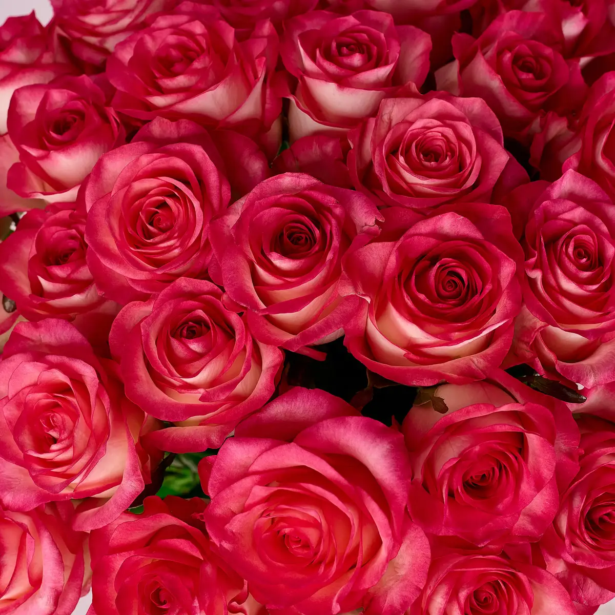 Букет 35 Роз Джумилия купить недорого в Украине, фото 3