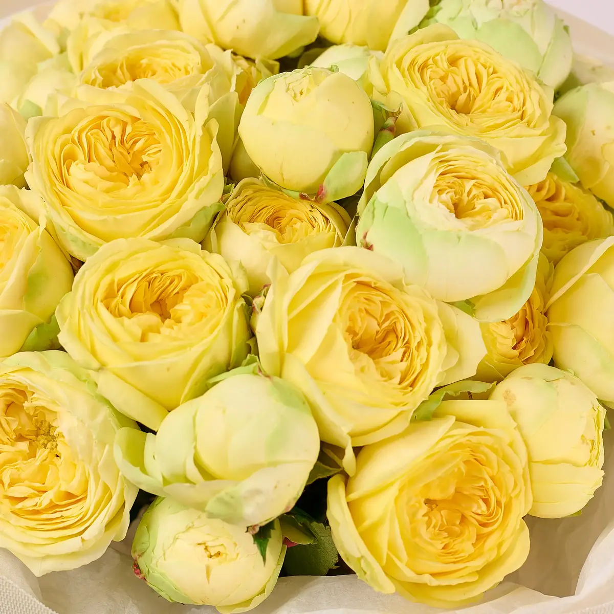 Букет 17 Троянд спрей Піоні Баблз купити недорого в Україні, фото 3