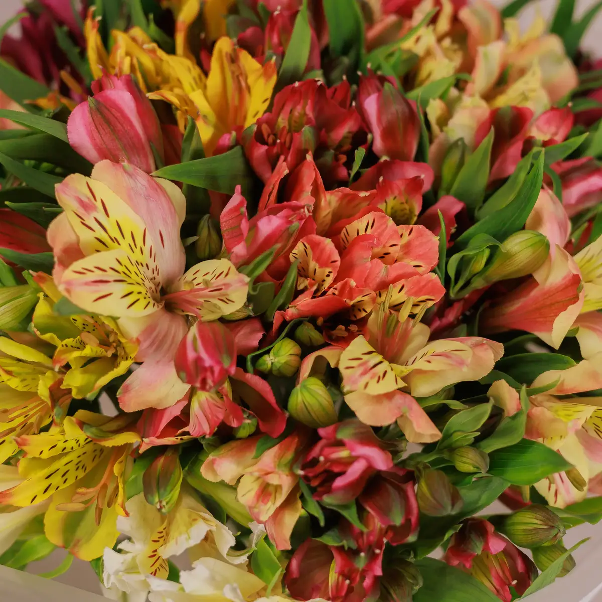 Букет 15 Альстромерій мікс купити недорого в Україні, фото 3