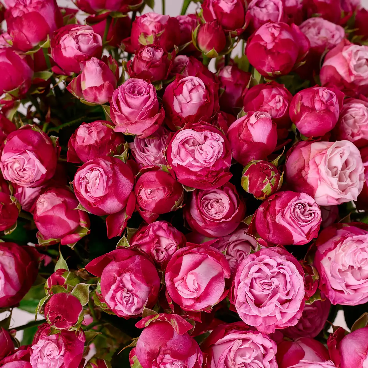 Букет 27 Роз спрей Леди Бомбастик купить недорого в Украине, фото 3