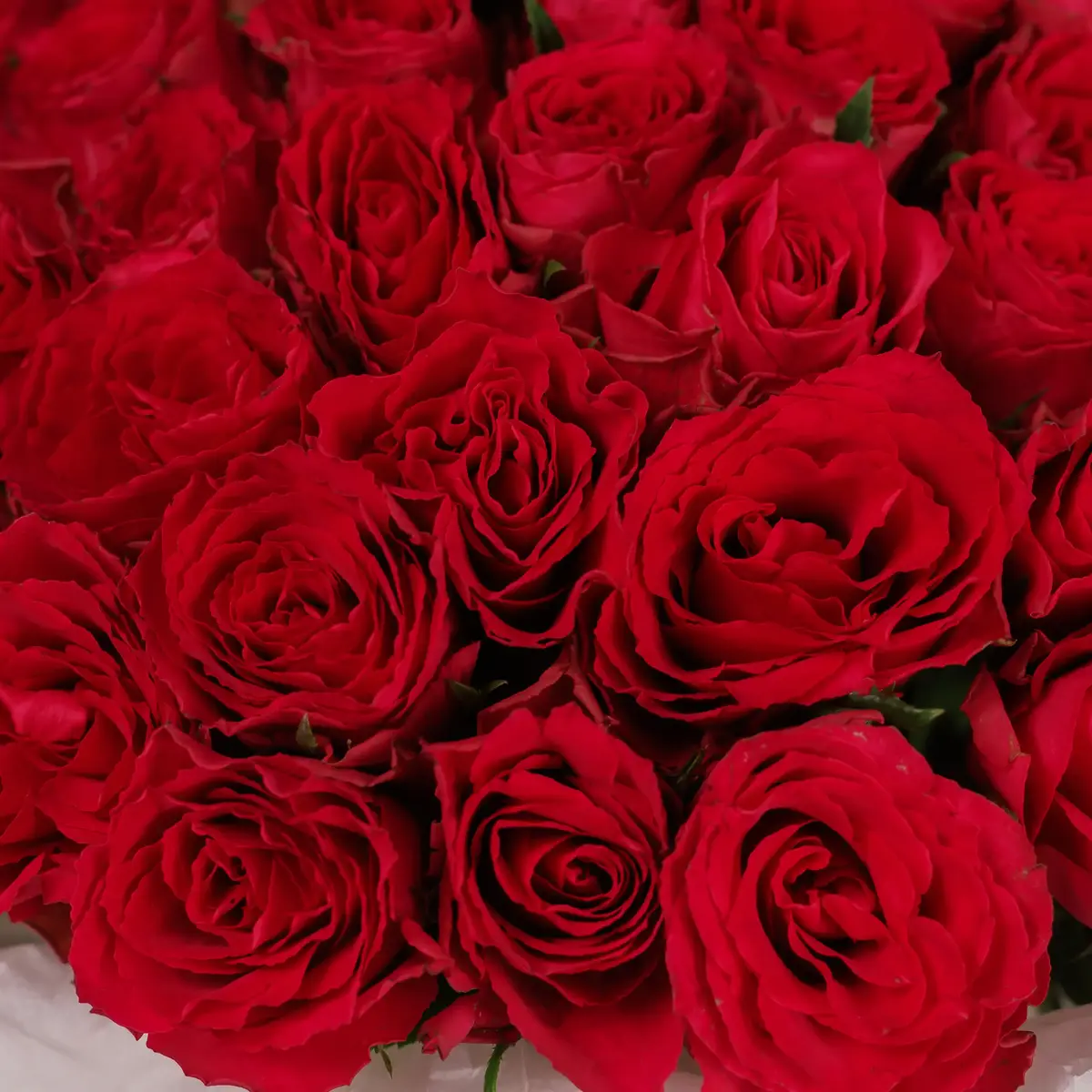 Букет 47 Троянд Мадам Церіз купити недорого в Україні, фото 3