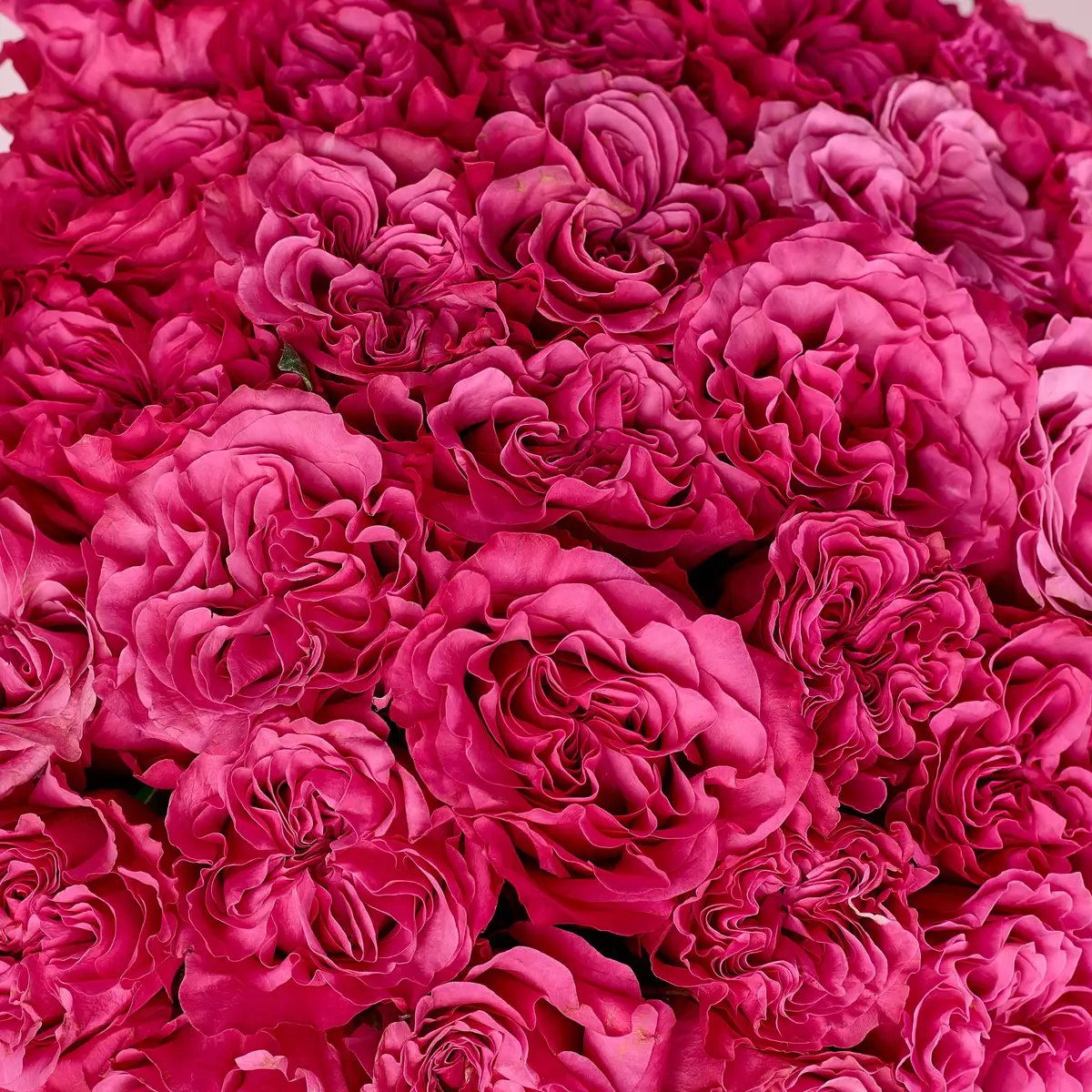 Букет 33 Троянди Кантрі Блюз купити недорого в Україні, фото 3