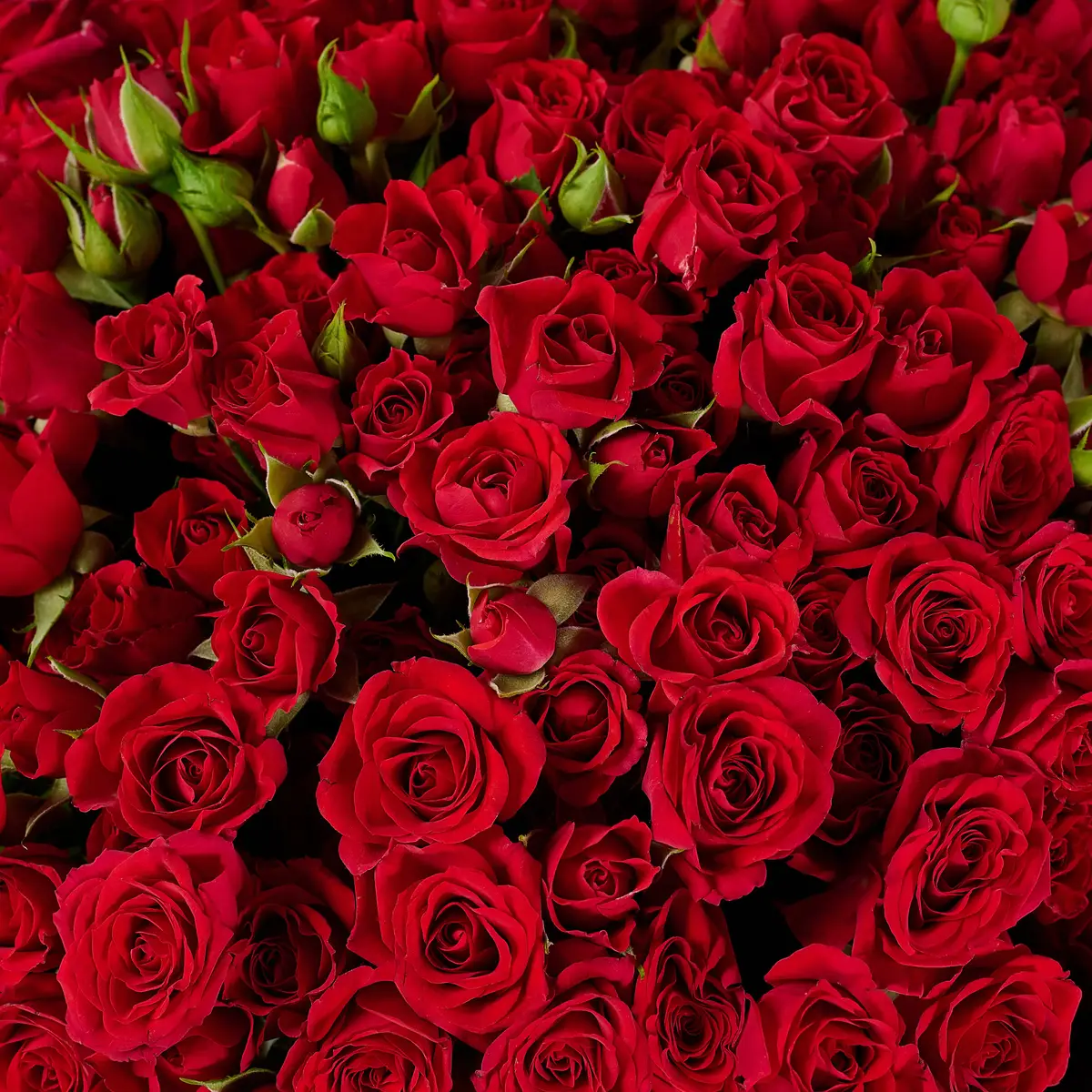 Bouquet of 35 Mirabelle spray roses купить недорого в Украине, фото 3