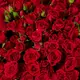 Bouquet of 35 Mirabelle spray roses купить