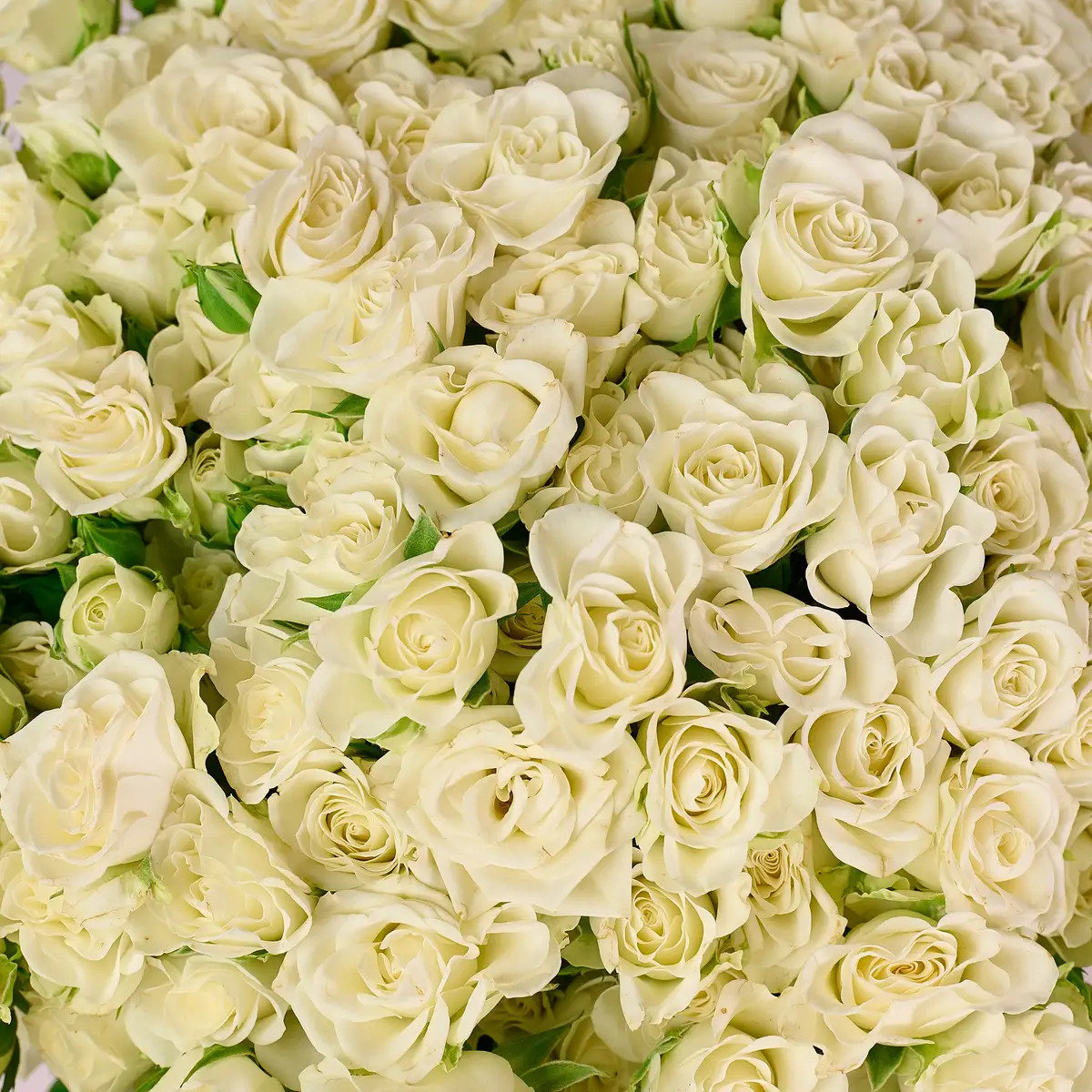 Букет 65 Троянд спрей Сновфлейк купити недорого в Україні, фото 3