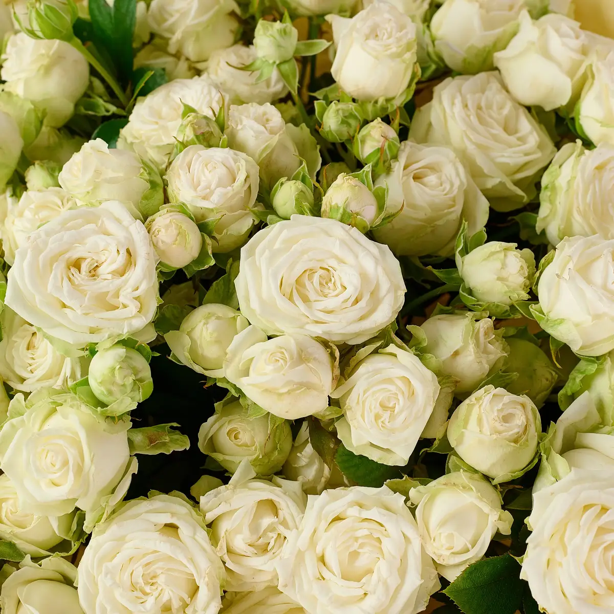 Букет 19 Роз спрей Мисс Бомбастик купить недорого в Украине, фото 3