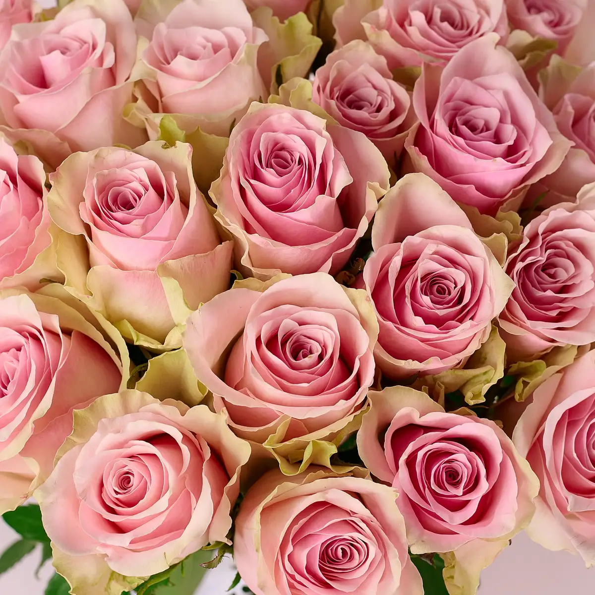 Букет 25 Троянд Пінк Атена купити недорого в Україні, фото 3