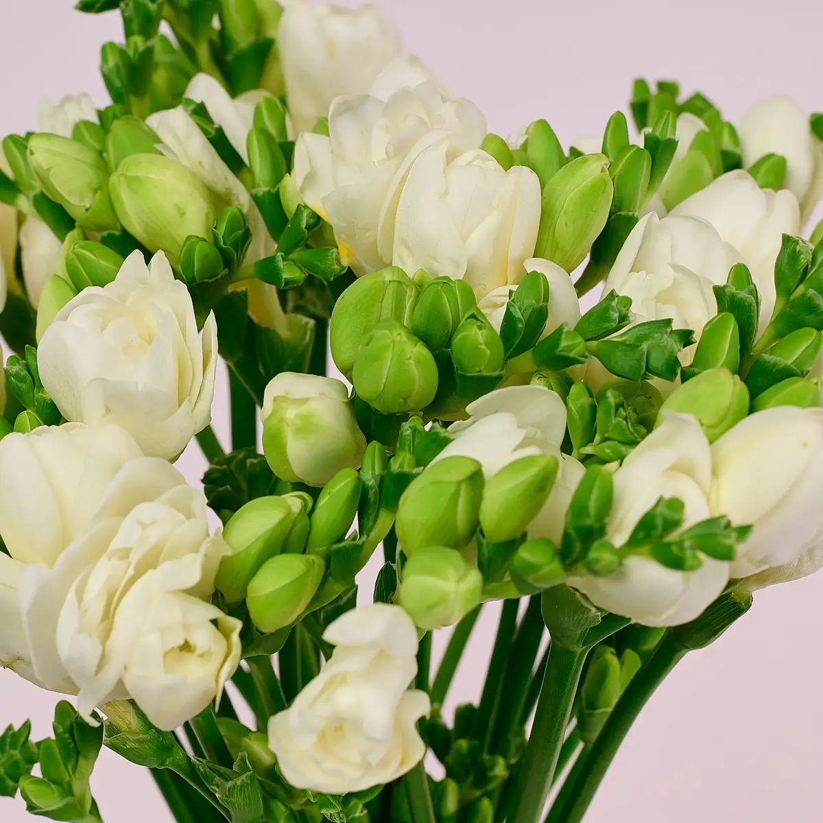 Букет 19 Білих Фрезій купити недорого в Україні, фото 3