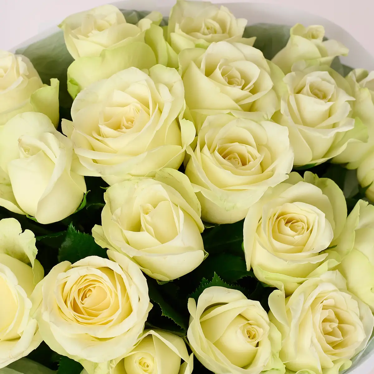 Букет 21 Троянда біла Сновсторм купити недорого в Україні, фото 3