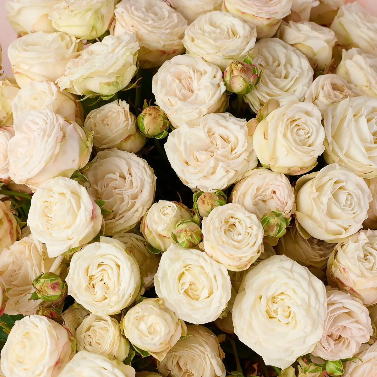 Букет 21 Роза спрей Принцесса Бомбастик купить недорого в Украине, фото 3