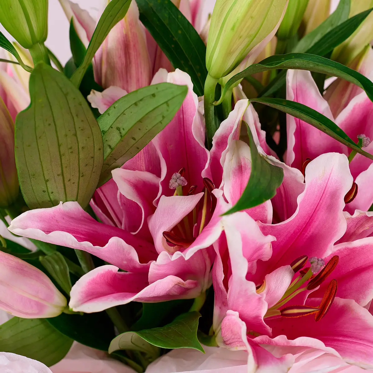 Букет 9 Рожевих Лілій купити недорого в Україні, фото 3