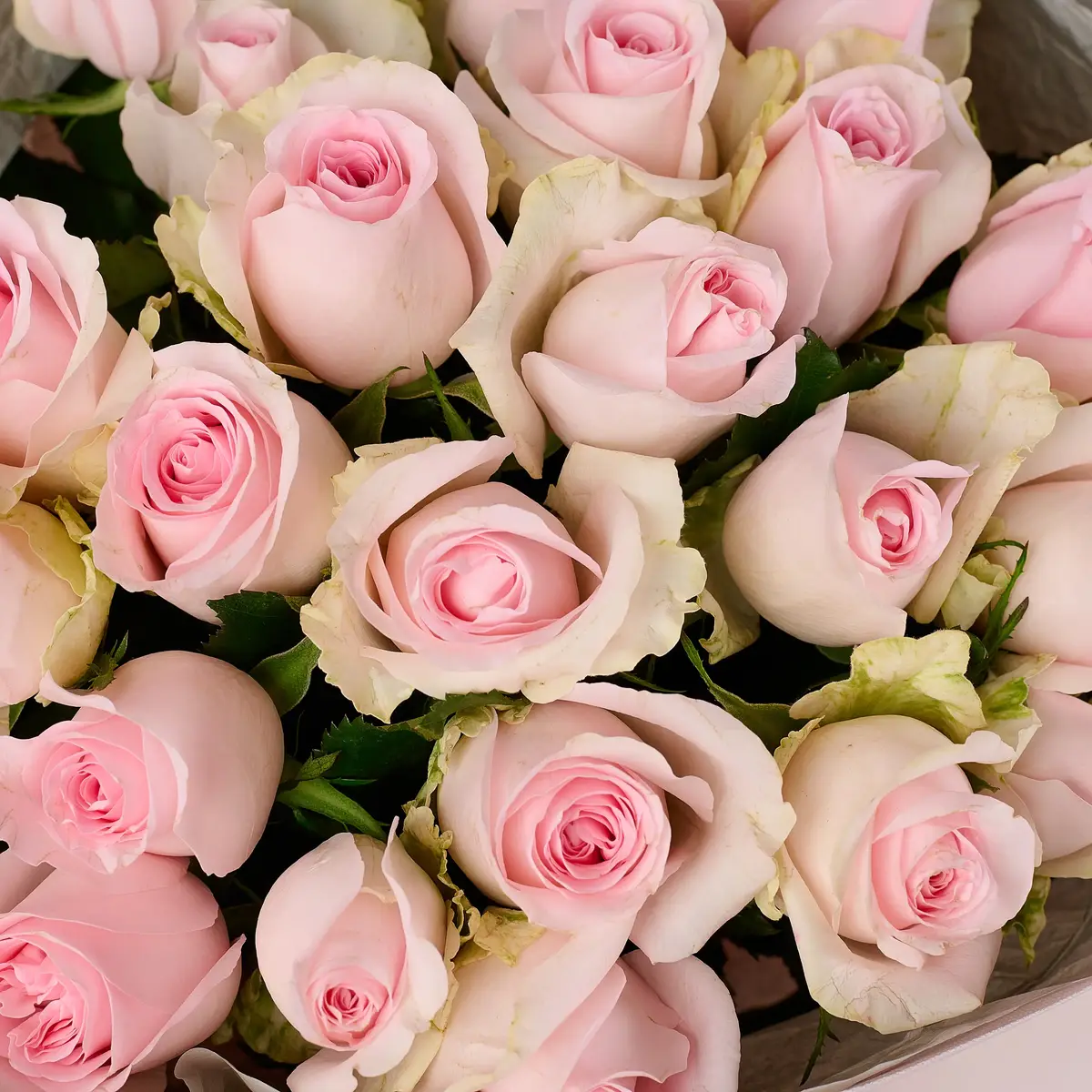 Букет 25 Роз Ревивал Свит купить недорого в Украине, фото 3