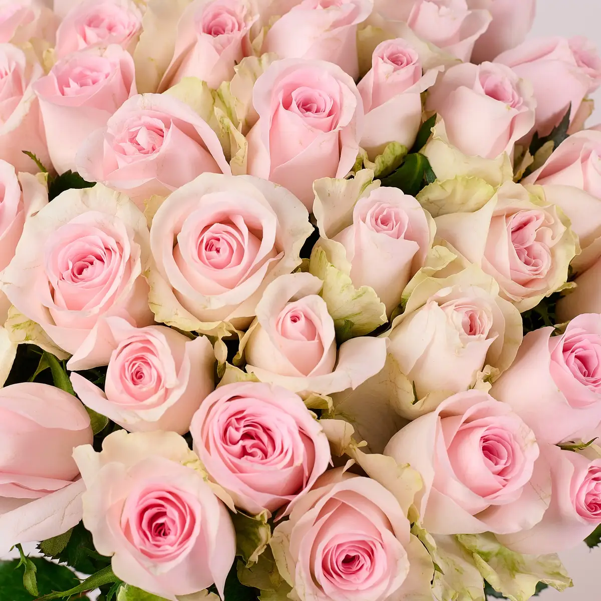 Букет 51 Троянда Ревівал Світ купити недорого в Україні, фото 3