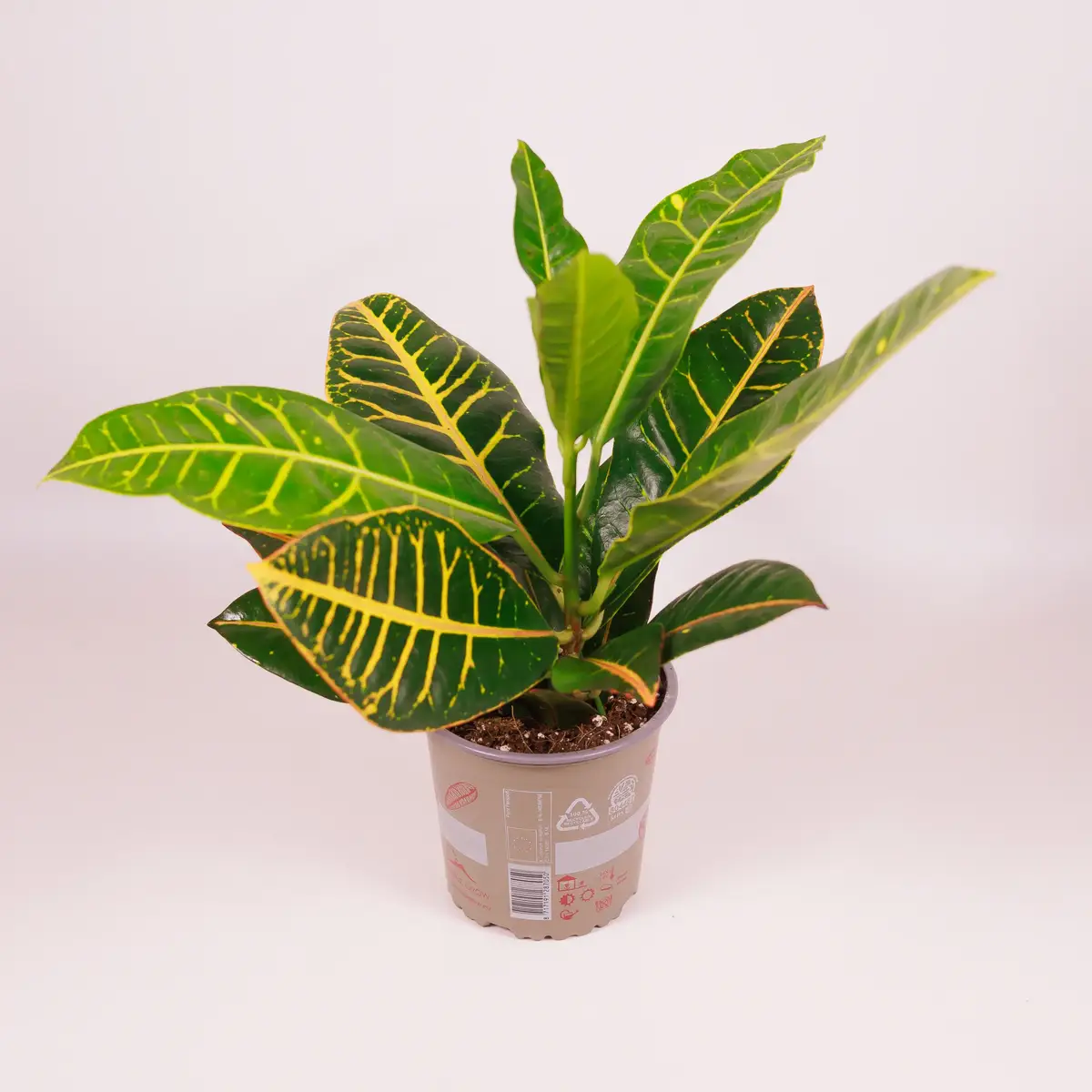 Кротон Петра d13 купить