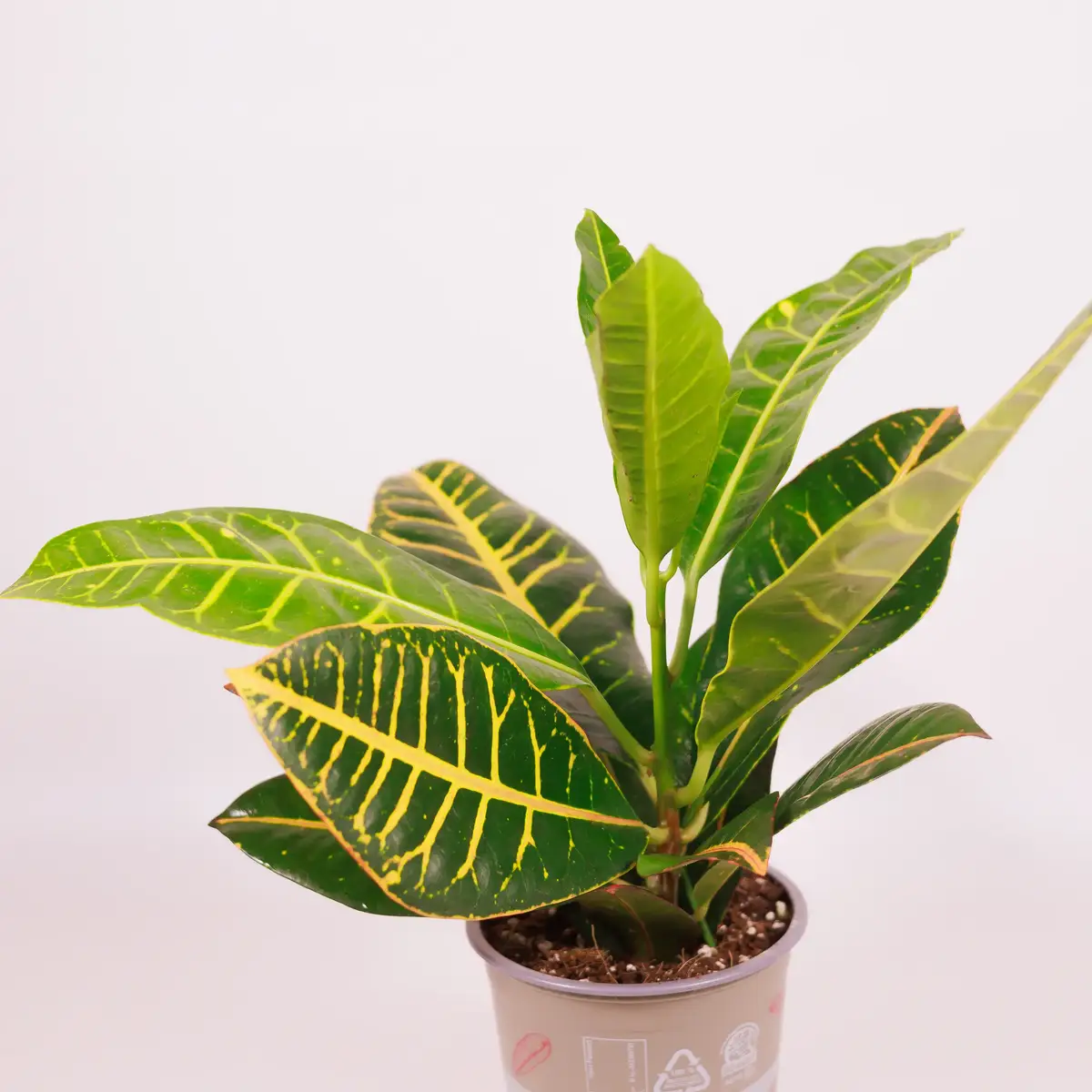 Кротон Петра d13 купить недорого в Украине, фото 2