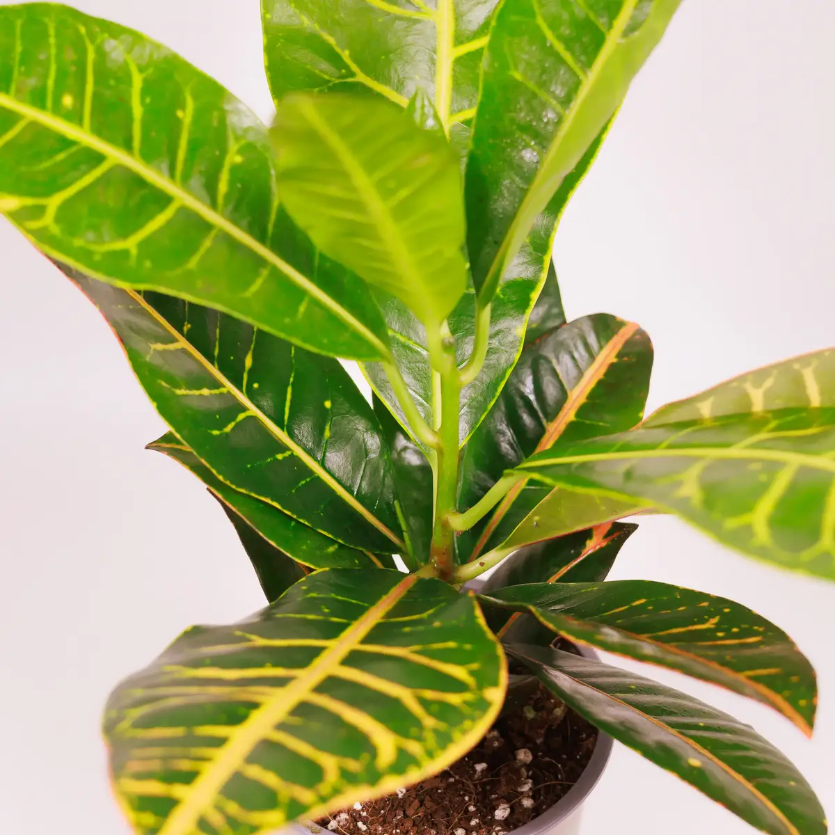 Кротон Петра d13 купить недорого в Украине, фото 3