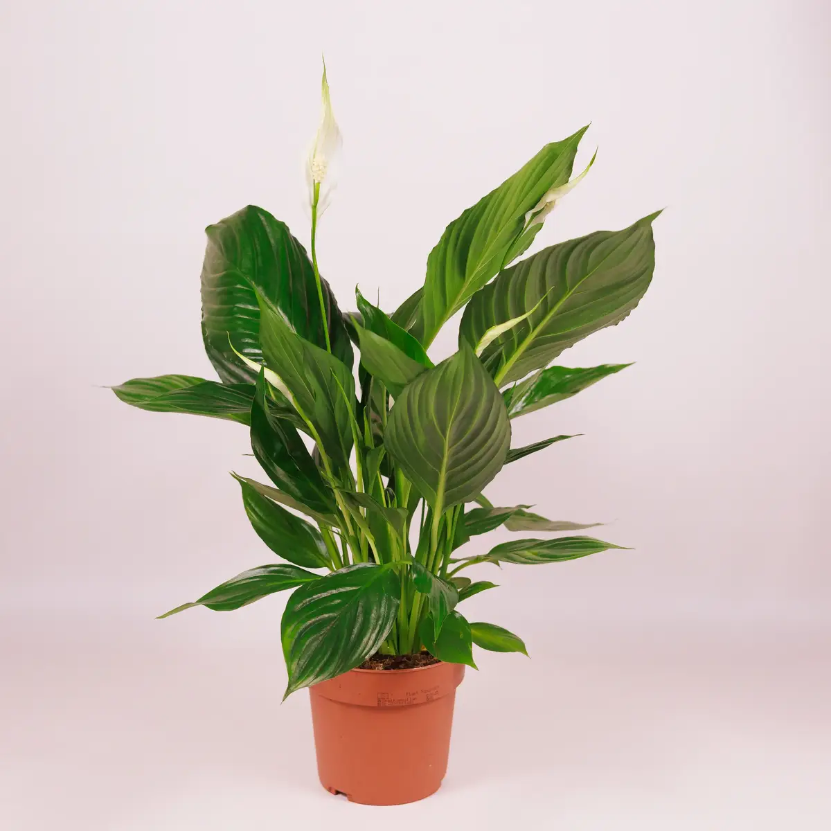 Спатіфіліум d13 купити