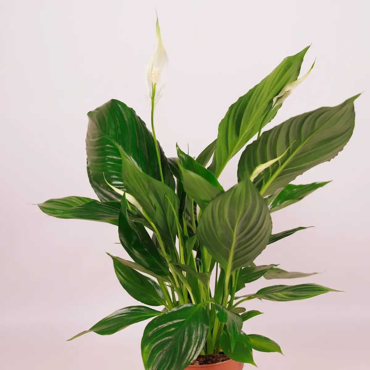 Спатіфіліум d13 купити недорого в Україні, фото 2